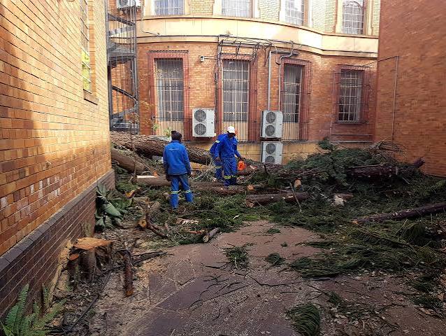 Tree felling team clearing cut branches from a paved courtyard