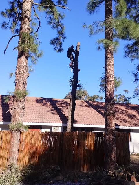 Climber topping a tall pine beside a house