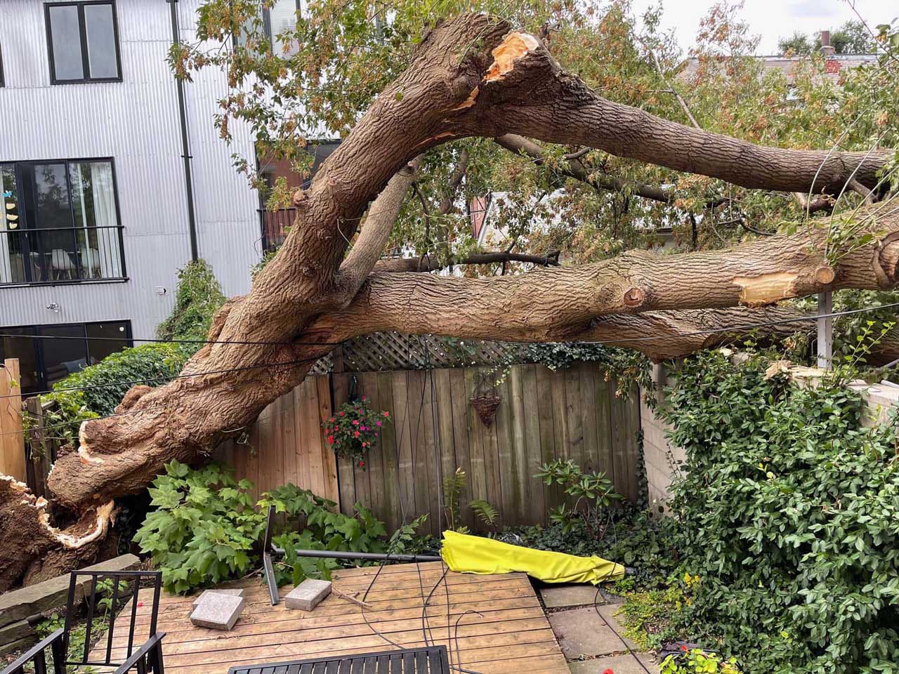 Storm-fallen tree across a garden fence and deck