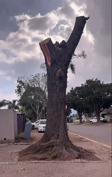 Street tree reduced to its main trunk and stubs after height reduction