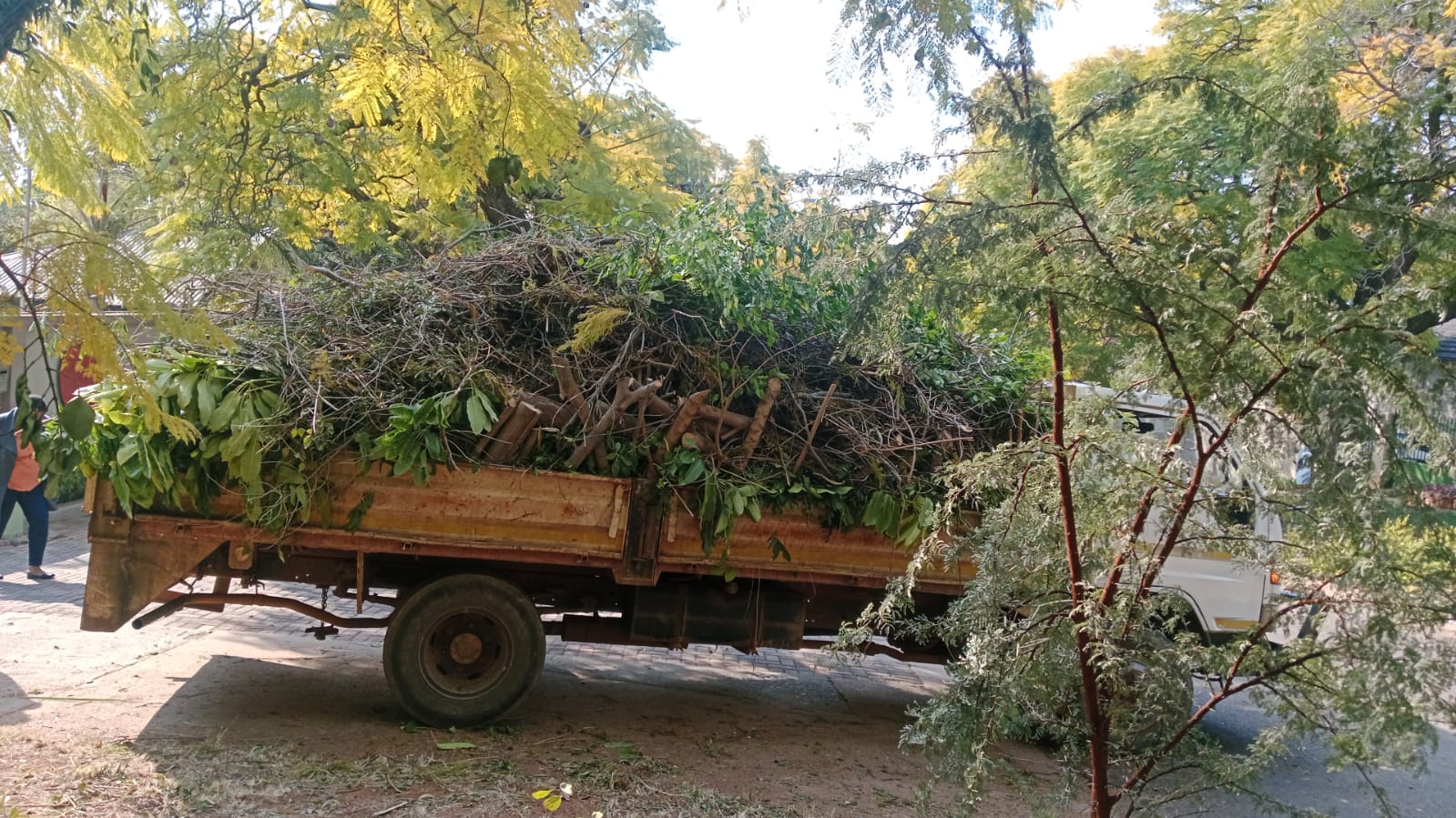 Trailer loaded with branches after tree work